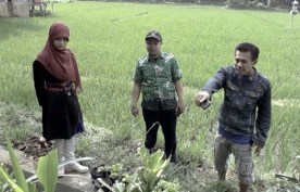 Pirus, Sinergi Penyuluh dan Petani Sukabumi Kembangkan `Urban Farming`
